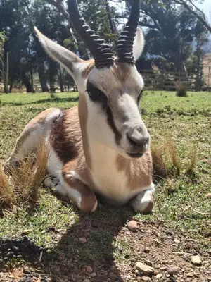 a gazelle laying on the grass in a field at 11 Mountain Stream Hot Tub Self Catering in Gordonʼs Bay