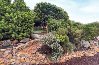 a bunch of trees and plants on a rocky hill at The Butterfly Villa in Pringle Bay