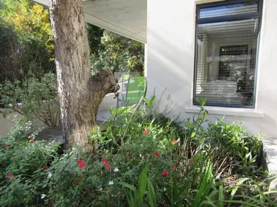 a tree in a garden next to a house at Pecan Tree Forest Studio B in Stellenbosch
