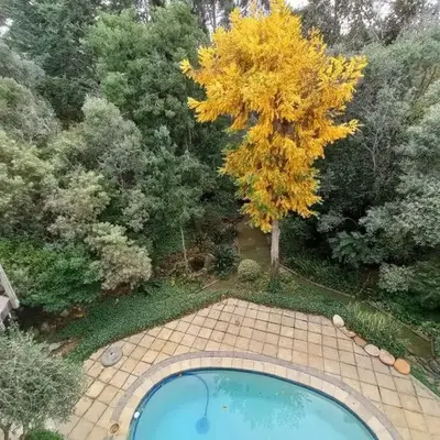 Pecan Tree Forest Studio B