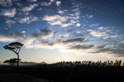 a tree in a field with a cloudy sky at Vergenoegd Löw Boutique Hotel & Spa in Somerset West