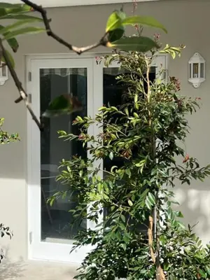 a front door of a house with a plant at Two on Milner - OAK TREE COTTAGE - Stylish open-plan Guesthouse in Rondebosch in Cape Town