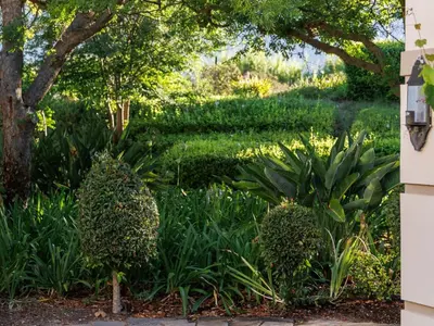 two bushes in a garden under a tree at Dawn Mountains Farm in Simondium