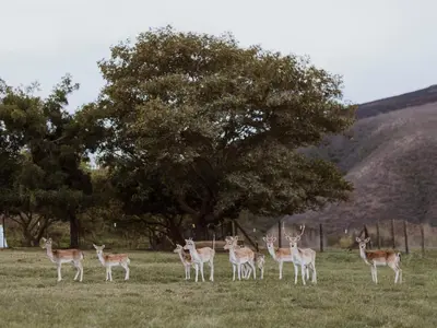 a group of deer standing in a field at Ou Meul Farm Cottage in Botrivier