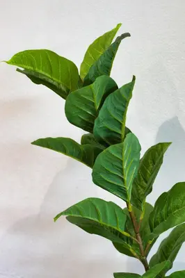 a green plant with green leaves on a wall at Magnificent Villa Load-Shedding Free! in Cape Town
