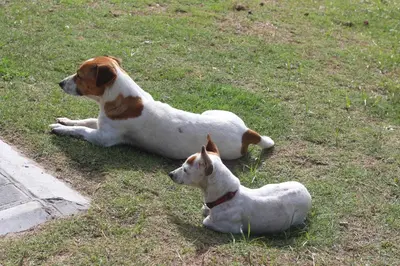 two dogs laying on the grass in a field at Nature's Rest in Cape Town