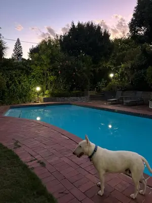 a white dog standing next to a swimming pool at Garden View Inn in Cape Town