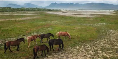 a group of horses grazing in a field at Milkwood Cabin Getaway in Lake Marina