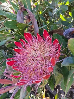 a pink flower on a plant with green leaves at Vermont Lofts in Hermanus