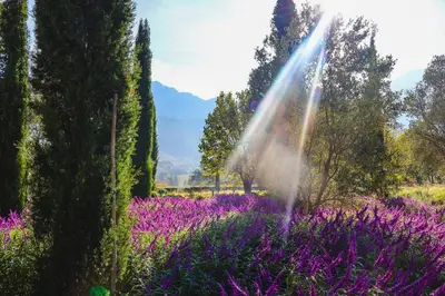 a garden with purple flowers in a field with trees at La Villa in Franschhoek
