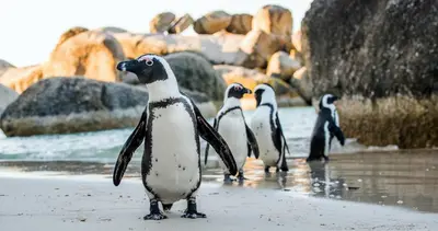 a group of penguins standing on the beach at Ocean Vibes in Cape Town
