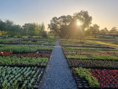 a garden with many different types of plants at Alimandi Nursery Cottage in Cape Town