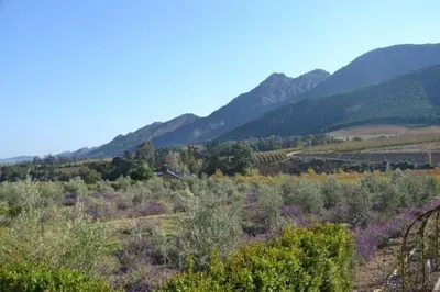 a view of a field with mountains in the background at Petite France:luxury thatched 4BRcottage with pool in Franschhoek