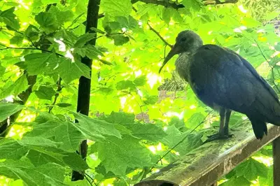a bird sitting on top of a fence at The Rondebosch on Belmont in Cape Town