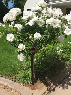 a bush of white flowers in a garden at Irma's farmstay at the Nuy Valley Guesthouse in Nuy