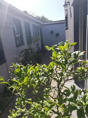 a plant in a yard next to a house at Rondebosch East Garlandale STRICTLY HALAAL, fresh garden cottage in Cape Town